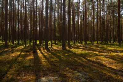 Pine trees in forest