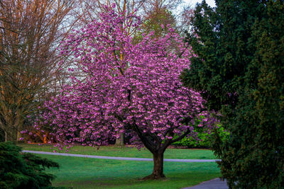 Pink cherry blossoms in park