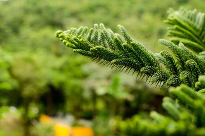 Close-up of fern leaves