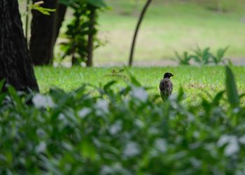 Bird on a land