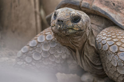 Close-up of tortoise