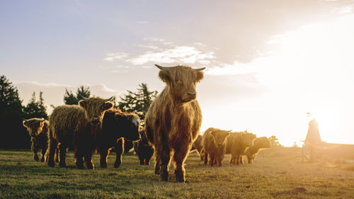 Highland cattle on field against sky