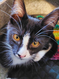 Close-up portrait of a tuxedo cat