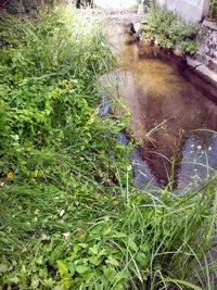 Plants growing in pond