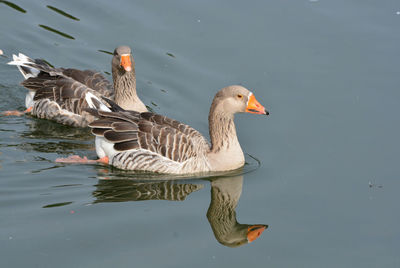 Duck swimming in lake