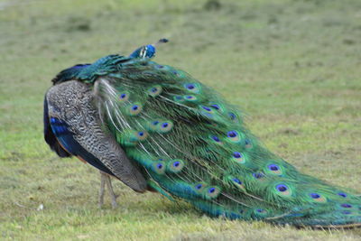 Close-up of peacock on field