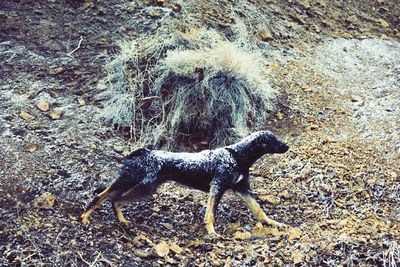 High angle view of dog