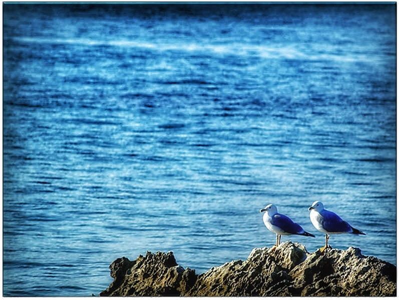 BIRD PERCHING ON BLUE SEA