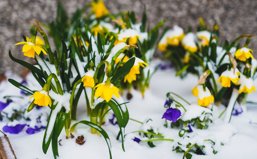 Close-up of spring flowers in snow