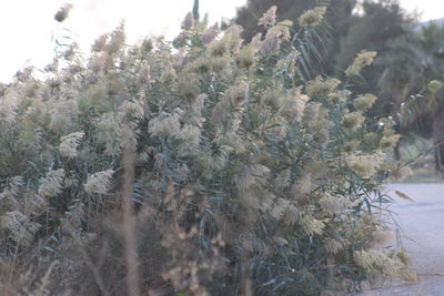 Close-up of pine tree