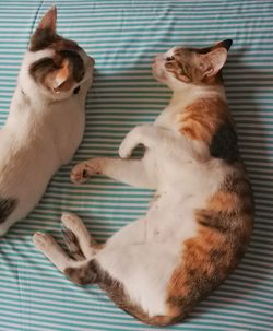 High angle view of cats lying on floor