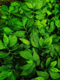 Full frame shot of green leaves