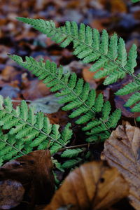 Close-up of fern leaves