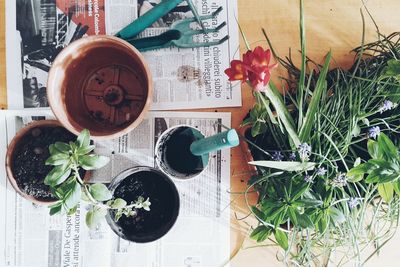 Directly above shot of potted plants on table