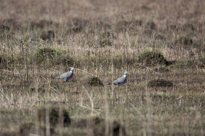 Birds perching on grass