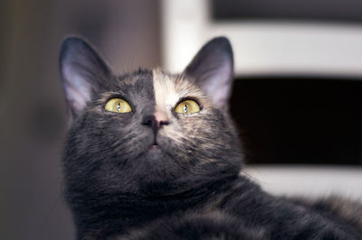 Portrait of a two color face cat lindoor. yellow eyes cat.