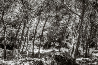 Trees in forest