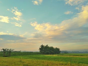 Scenic view of field against sky during sunset