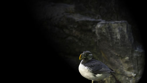 Bird perching on wall