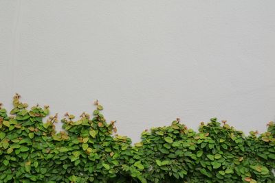 Close-up of ivy against wall