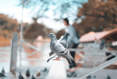 Close-up of birds perching on railing