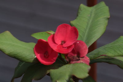 Close-up of red flower blooming outdoors