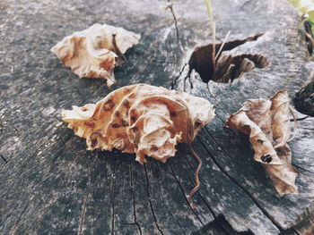 High angle view of crumpled dry leaves on tree stump