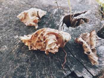 Close-up of leaves