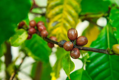 Close-up of berries growing on tree