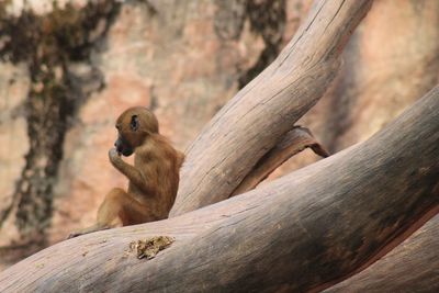 Monkey sitting on tree trunk