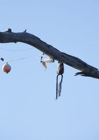 Low angle view of bird flying against clear blue sky