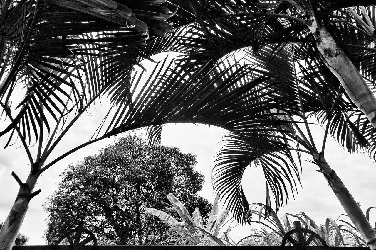 LOW ANGLE VIEW OF COCONUT PALM TREES AGAINST SKY