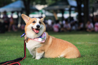 Portrait of dog on field