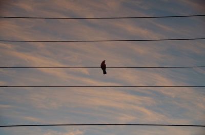 Low angle view of bird perching on cable against sky