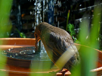 Starling fledgling drinking from fountain