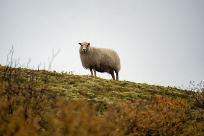 Sheep grazing on field, Þórsmörk, iceland
