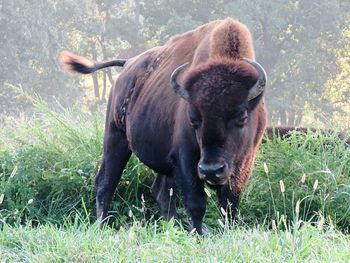 Close-up of horse grazing on field