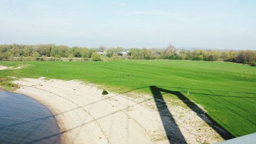 Trees on grassy field