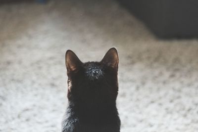 Portrait of black cat sitting on sand