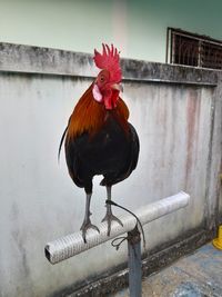 Close-up of rooster on wall