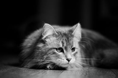 Close-up portrait of cat