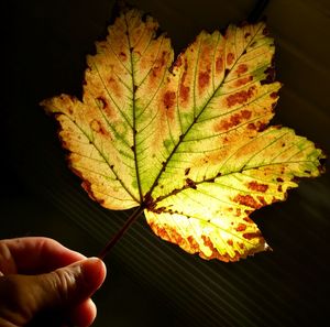 Close-up of hand holding yellow leaf during autumn
