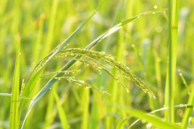 Close-up of wet crops growing on field