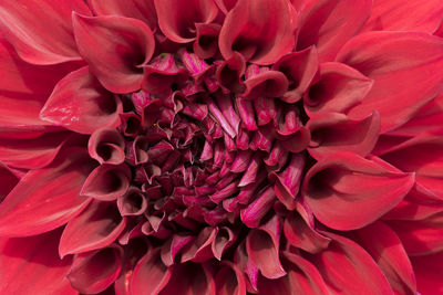 Full frame shot of pink dahlia