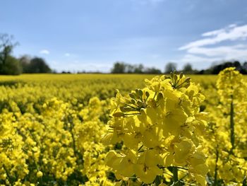 Scenic view of oilseed rape field against sky