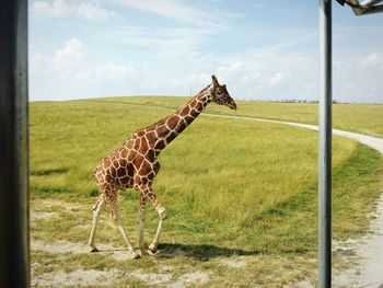 Giraffe on grassy field against sky