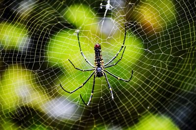 Close-up of spider on web