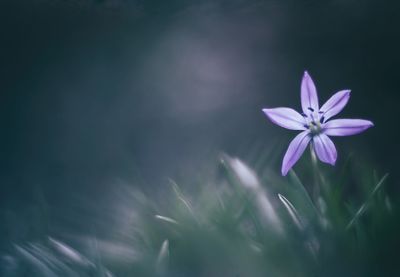 Close-up of purple flowers blooming outdoors