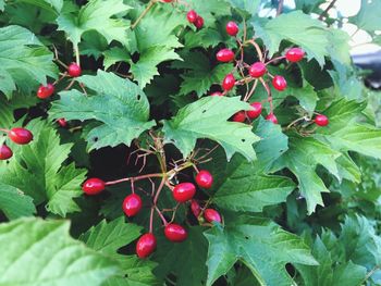 Red berries growing on plant