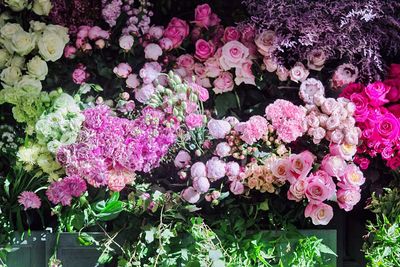 Close-up of pink flowers